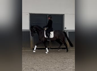 Duits sportpaard, Ruin, 6 Jaar, 170 cm, Zwart