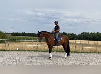 Duits sportpaard, Ruin, 6 Jaar, 171 cm, Bruin