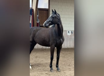 Duits sportpaard, Ruin, 6 Jaar, 172 cm, Donkerbruin