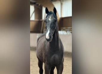 Duits sportpaard, Ruin, 6 Jaar, 172 cm, Donkerbruin