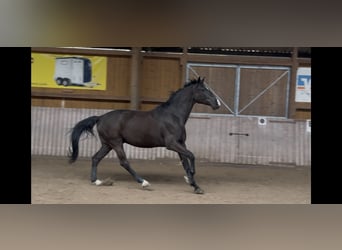 Duits sportpaard, Ruin, 6 Jaar, 172 cm, Donkerbruin