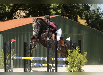 Duits sportpaard, Ruin, 6 Jaar, 172 cm, Schimmel