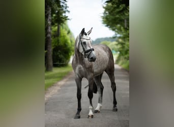 Duits sportpaard, Ruin, 6 Jaar, 172 cm, Schimmel