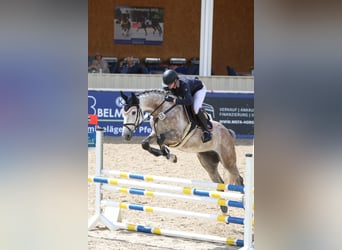 Duits sportpaard, Ruin, 6 Jaar, 172 cm, Schimmel