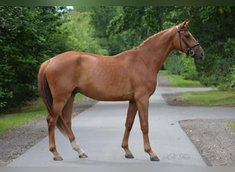 Duits sportpaard, Ruin, 6 Jaar, 172 cm, Vos