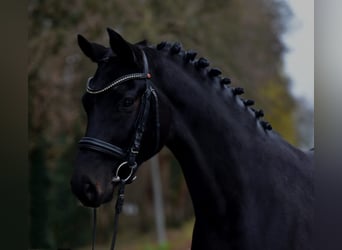 Duits sportpaard, Ruin, 6 Jaar, 172 cm, Zwartbruin