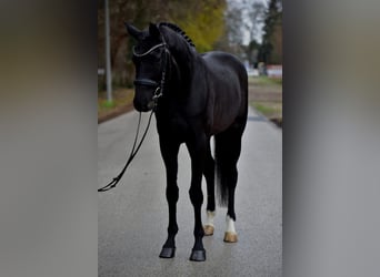 Duits sportpaard, Ruin, 6 Jaar, 172 cm, Zwartbruin