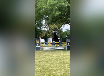 Duits sportpaard, Ruin, 6 Jaar, 173 cm, Donkerbruin