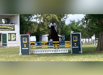 Duits sportpaard, Ruin, 6 Jaar, 173 cm, Donkerbruin