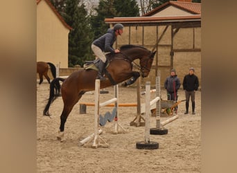 Duits sportpaard, Ruin, 6 Jaar, 173 cm, Donkerbruin