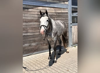 Duits sportpaard, Ruin, 6 Jaar, 173 cm, Schimmel