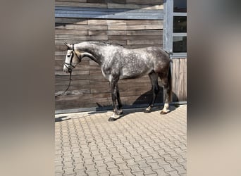 Duits sportpaard, Ruin, 6 Jaar, 173 cm, Schimmel