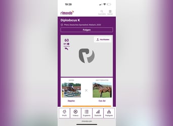 Duits sportpaard, Ruin, 6 Jaar, 174 cm, Bruin