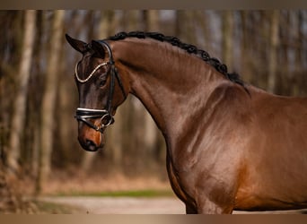 Duits sportpaard, Ruin, 6 Jaar, 174 cm, Donkerbruin