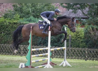 Duits sportpaard, Ruin, 6 Jaar, 174 cm, Donkerbruin