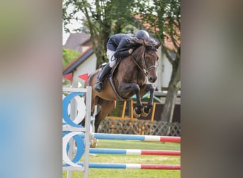 Duits sportpaard, Ruin, 6 Jaar, 174 cm, Donkerbruin