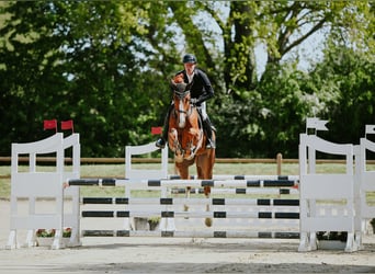 Duits sportpaard, Ruin, 6 Jaar, 174 cm, Vos