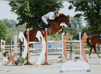 Duits sportpaard, Ruin, 6 Jaar, 174 cm, Vos