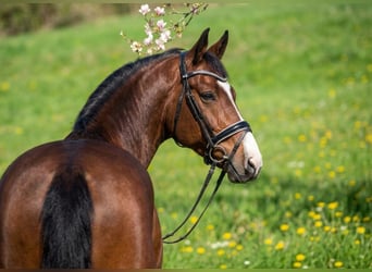 Duits sportpaard, Ruin, 6 Jaar, 175 cm, Roodbruin