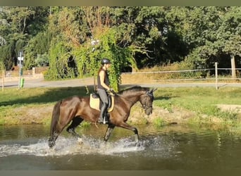 Duits sportpaard, Ruin, 6 Jaar, 175 cm, Zwart