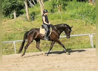 Duits sportpaard, Ruin, 6 Jaar, 175 cm, Zwart