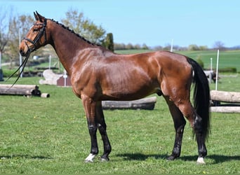 Duits sportpaard, Ruin, 6 Jaar, 176 cm, Bruin