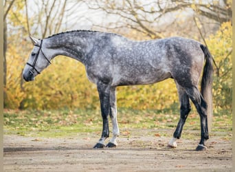 Duits sportpaard, Ruin, 6 Jaar, 176 cm, Schimmel