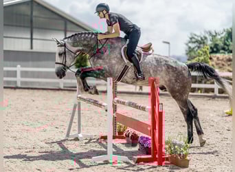 Duits sportpaard, Ruin, 6 Jaar, 176 cm, Schimmel