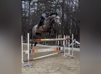 Duits sportpaard, Ruin, 6 Jaar, 178 cm, Brown Falb schimmel