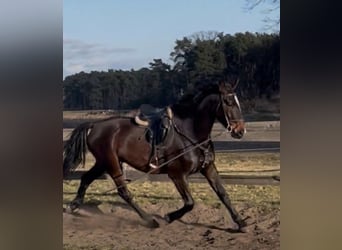 Duits sportpaard, Ruin, 6 Jaar, 184 cm, Bruin