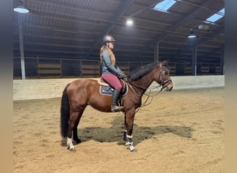 Duits sportpaard, Ruin, 7 Jaar, 160 cm, Bruin