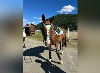 Duits sportpaard, Ruin, 7 Jaar, 161 cm, Bruin
