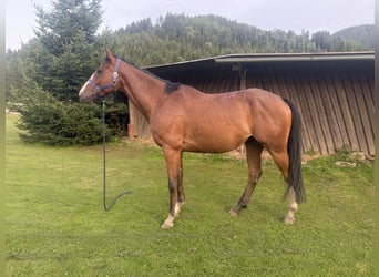 Duits sportpaard, Ruin, 7 Jaar, 161 cm, Bruin