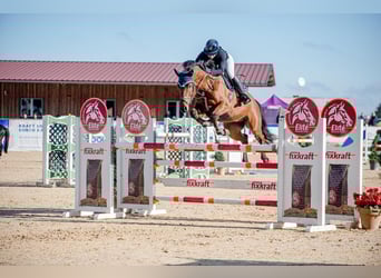 Duits sportpaard, Ruin, 7 Jaar, 165 cm, Bruin