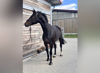 Duits sportpaard, Ruin, 7 Jaar, 166 cm, Bruin