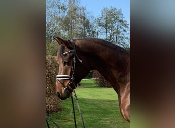 Duits sportpaard, Ruin, 7 Jaar, 167 cm, Bruin