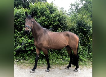 Duits sportpaard, Ruin, 7 Jaar, 168 cm, Bruin