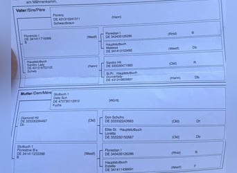 Duits sportpaard, Ruin, 7 Jaar, 168 cm, Bruin