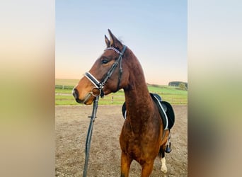 Duits sportpaard, Ruin, 7 Jaar, 168 cm, Bruin