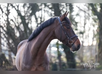 Duits sportpaard, Ruin, 7 Jaar, 168 cm, Bruin