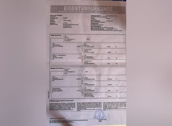 Duits sportpaard, Ruin, 7 Jaar, 168 cm, Donkerbruin