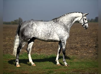 Duits sportpaard, Ruin, 7 Jaar, 168 cm, Schimmel