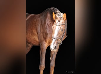 Duits sportpaard, Ruin, 7 Jaar, 169 cm, Donkere-vos