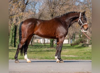 Duits sportpaard, Ruin, 7 Jaar, 170 cm, Bruin