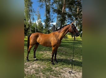 Duits sportpaard, Ruin, 7 Jaar, 170 cm, Bruin