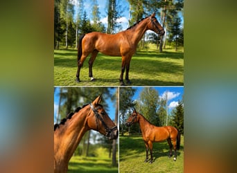 Duits sportpaard, Ruin, 7 Jaar, 170 cm, Bruin