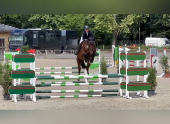 Duits sportpaard, Ruin, 7 Jaar, 170 cm, Bruin