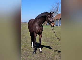Duits sportpaard, Ruin, 7 Jaar, 170 cm, Bruin
