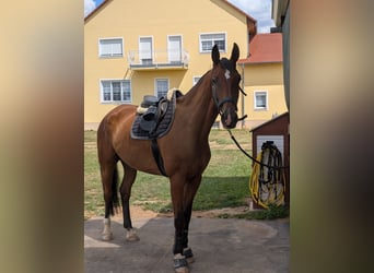 Duits sportpaard, Ruin, 7 Jaar, 172 cm, Bruin