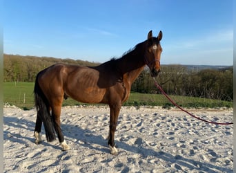 Duits sportpaard, Ruin, 7 Jaar, 172 cm, Bruin